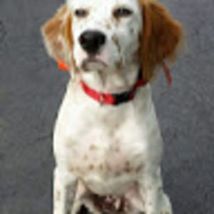 Meet your Posher, Evan